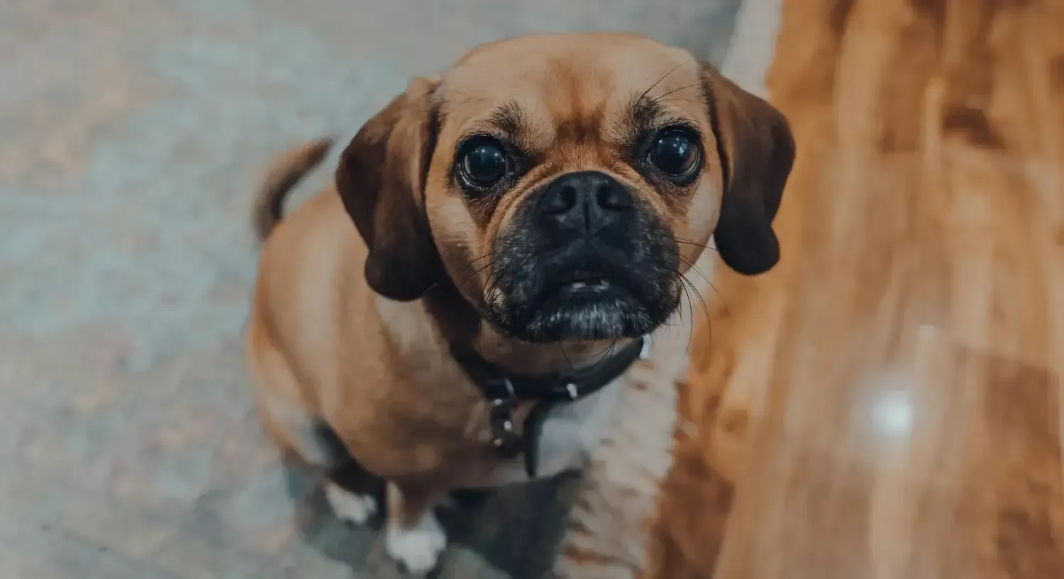 Puggle