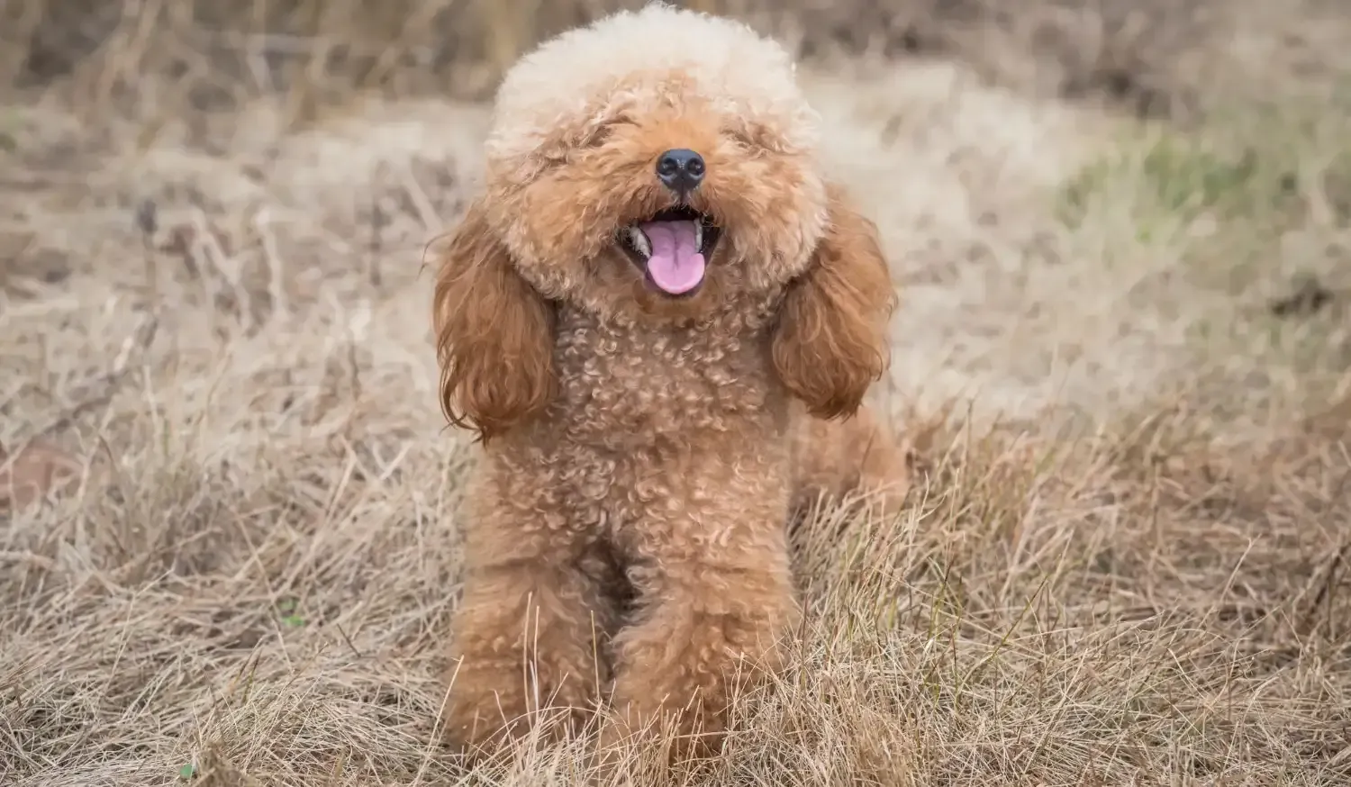Toy Poodle