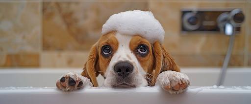 bathing+allergic+dogs