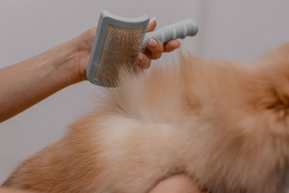 best-dog-grooming-brushes
