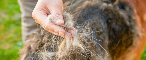 breeds+requiring+hand+stripping