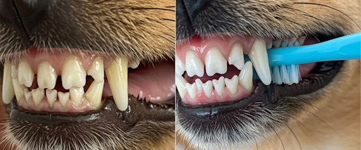 brushing dogs teeth