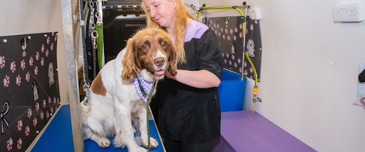 calm+reactive+dogs+grooming