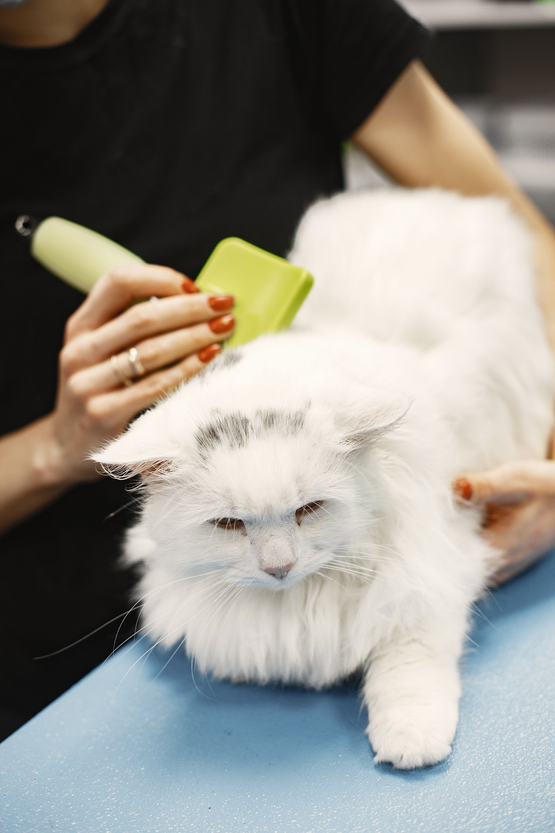 cat grooming for long-haired breeds