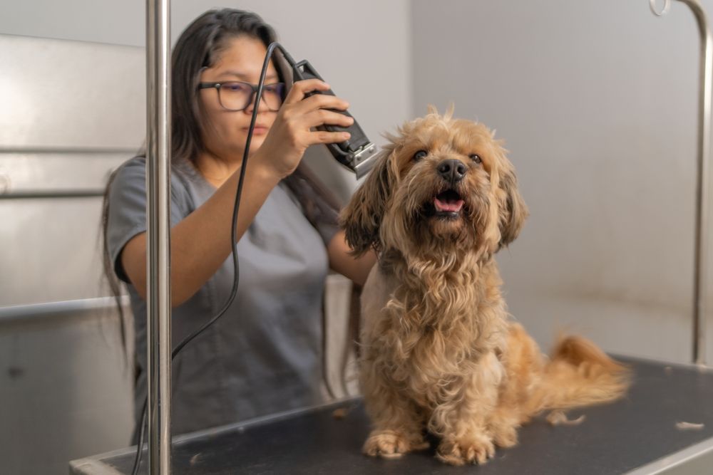dog-grooming-clippers