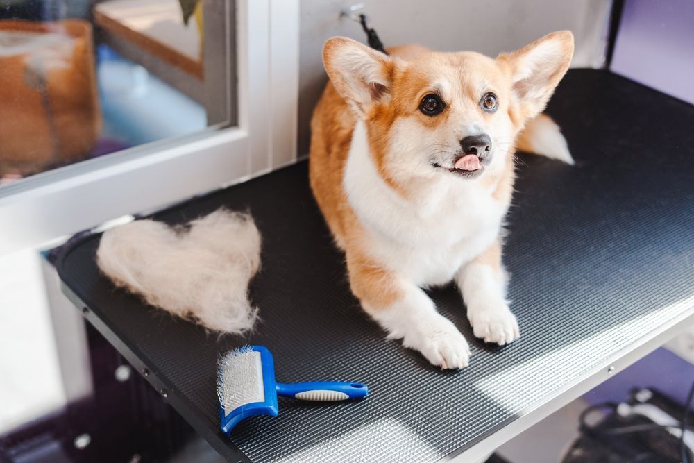 dog-grooming-table 