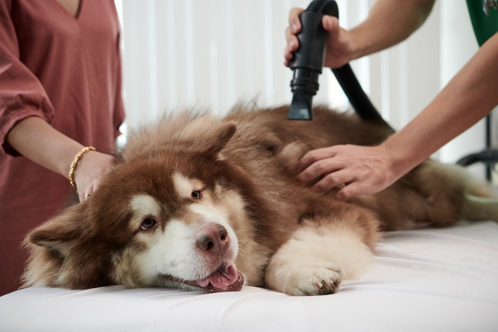 dog grooming vacuum