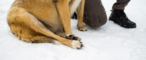 dog+paw+balm+tips