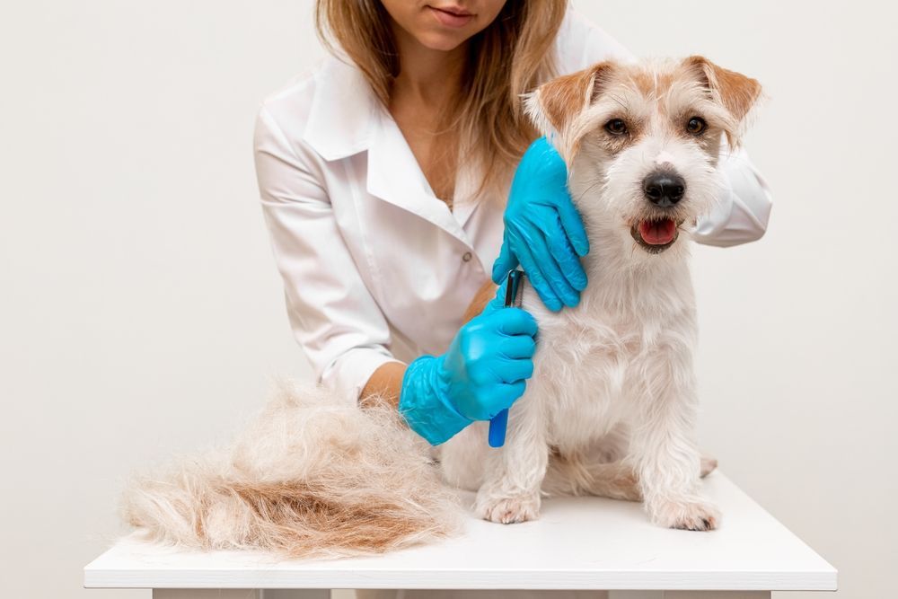 dogs hand stripping