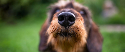 dry skin on dogs nose
