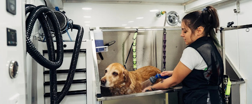 grooming+anxious+dogs+at+home