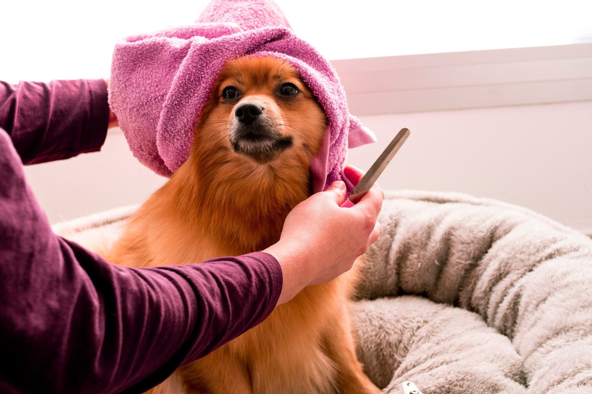 Pet Groomer