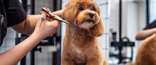 mobile+groomer+for+fearful+dogs