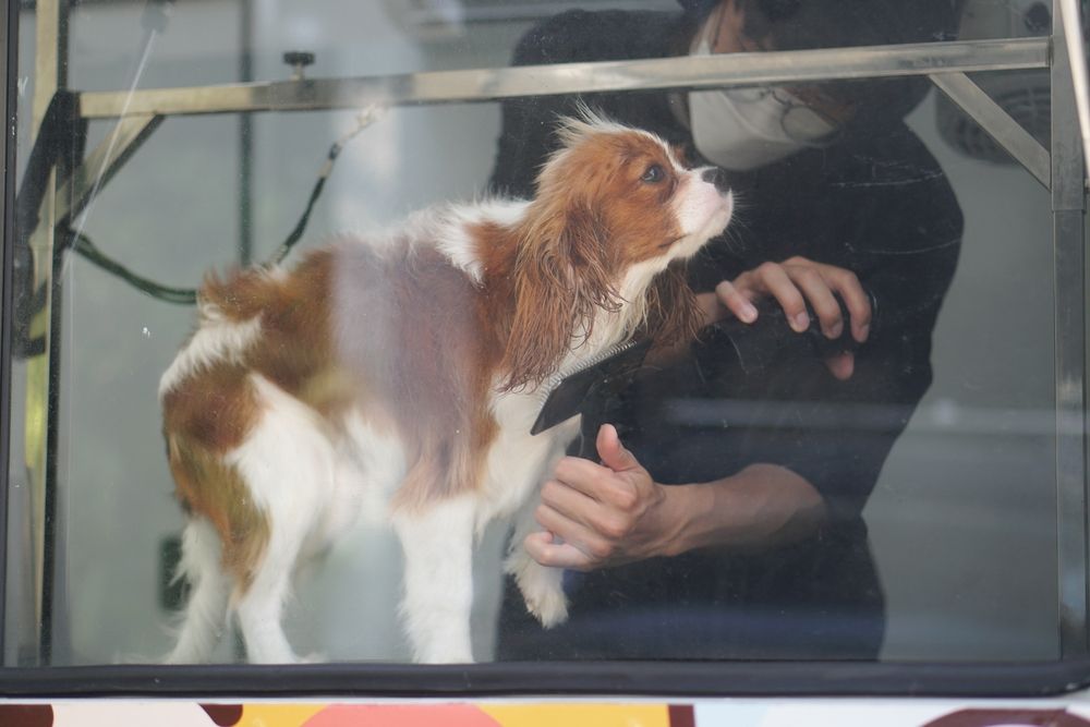 Mobile Grooming Helps Reactive Dogs Stay Calm
