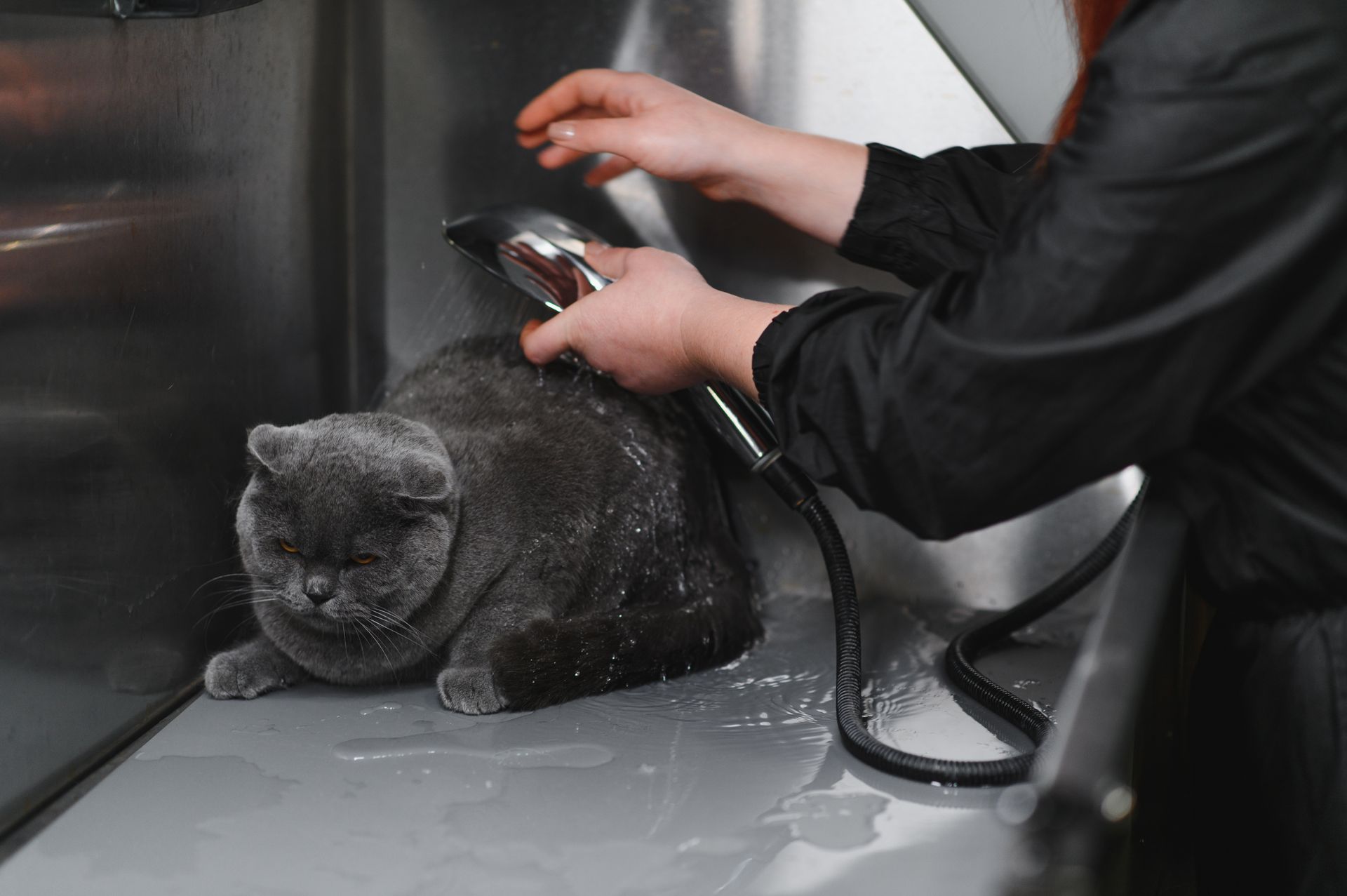 Picture of Behind the Van: How Mobile Pet Grooming Works