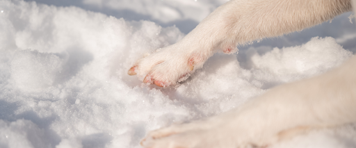 protect+dog+feet+from+snow