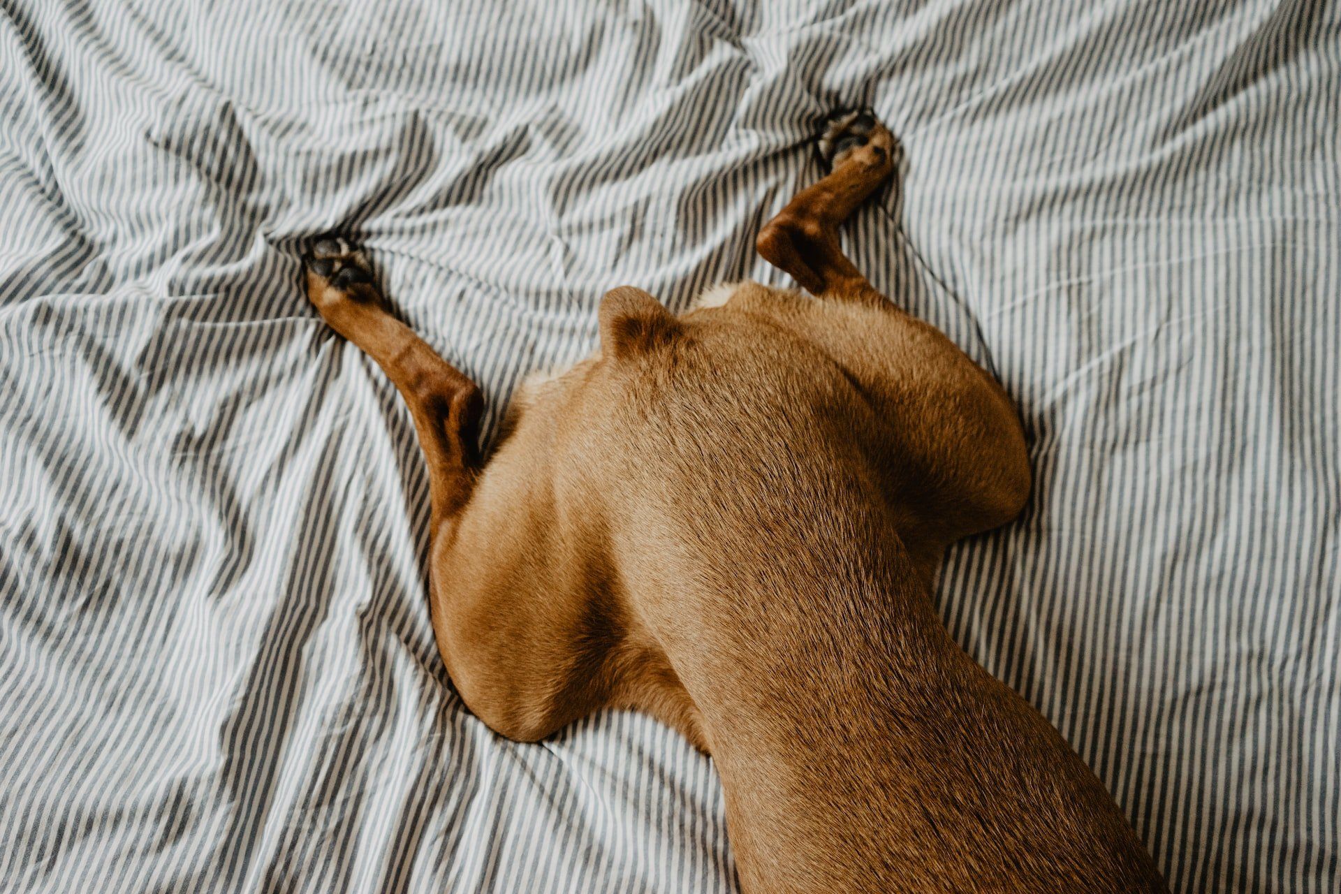 Frito Feet