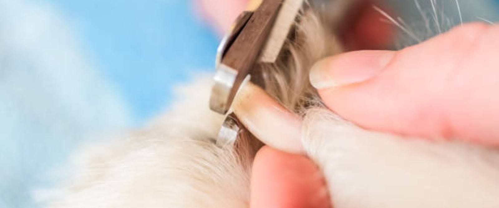 Trim dogs nails safely
