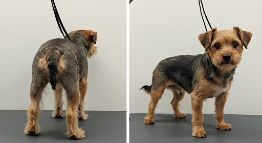 dog nail clipping service