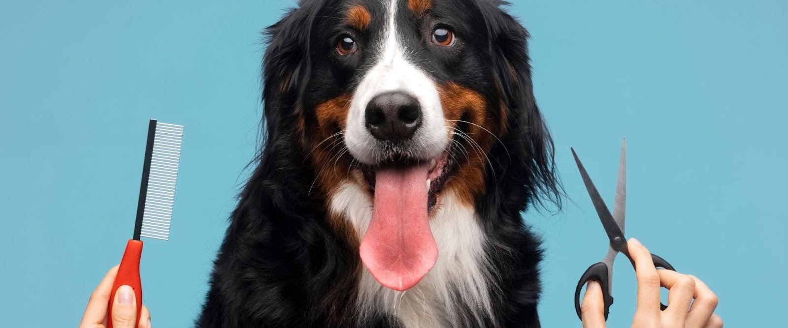Dog nail trimming tips