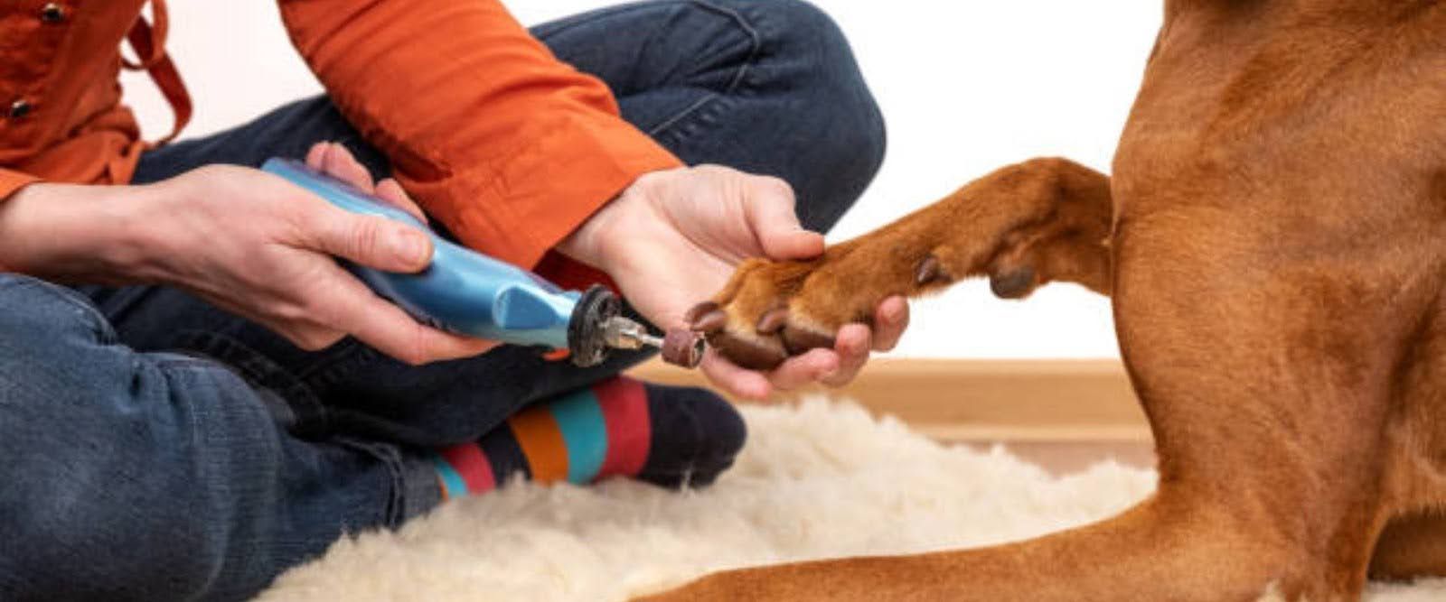 How to Trim Dog’s Nails at Home
