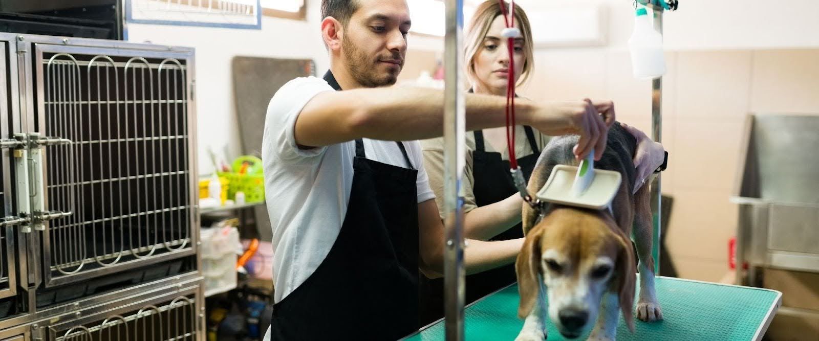 Mobile pet grooming vs salon