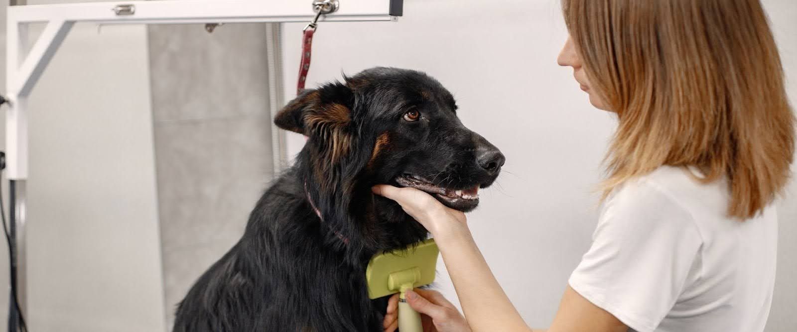 Benefits of mobile grooming