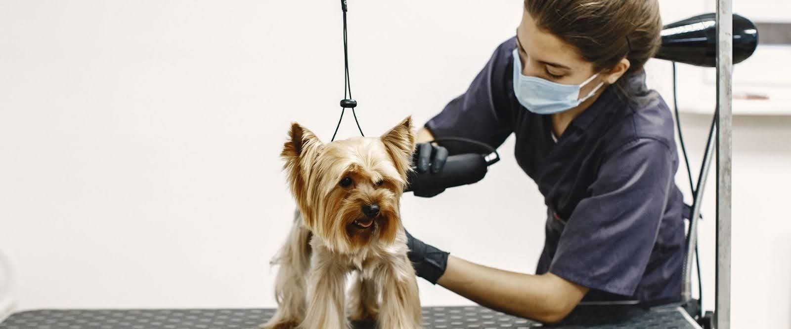 Mobile vs salon pet grooming