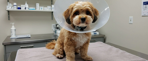 how to stop dog from licking paws and itchy dog paws