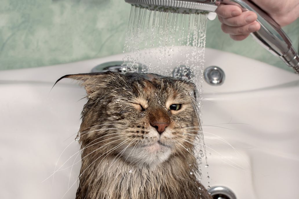 Let Groomer Bathe Your Cat | Happy Hounds Grooming