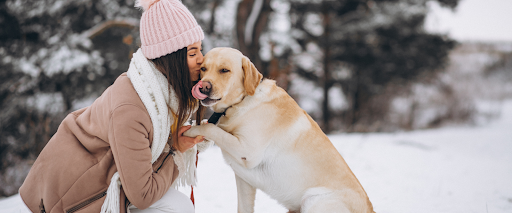 protect dog paws in winter
