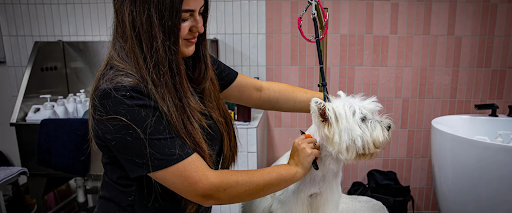 wire+coat+dog+grooming