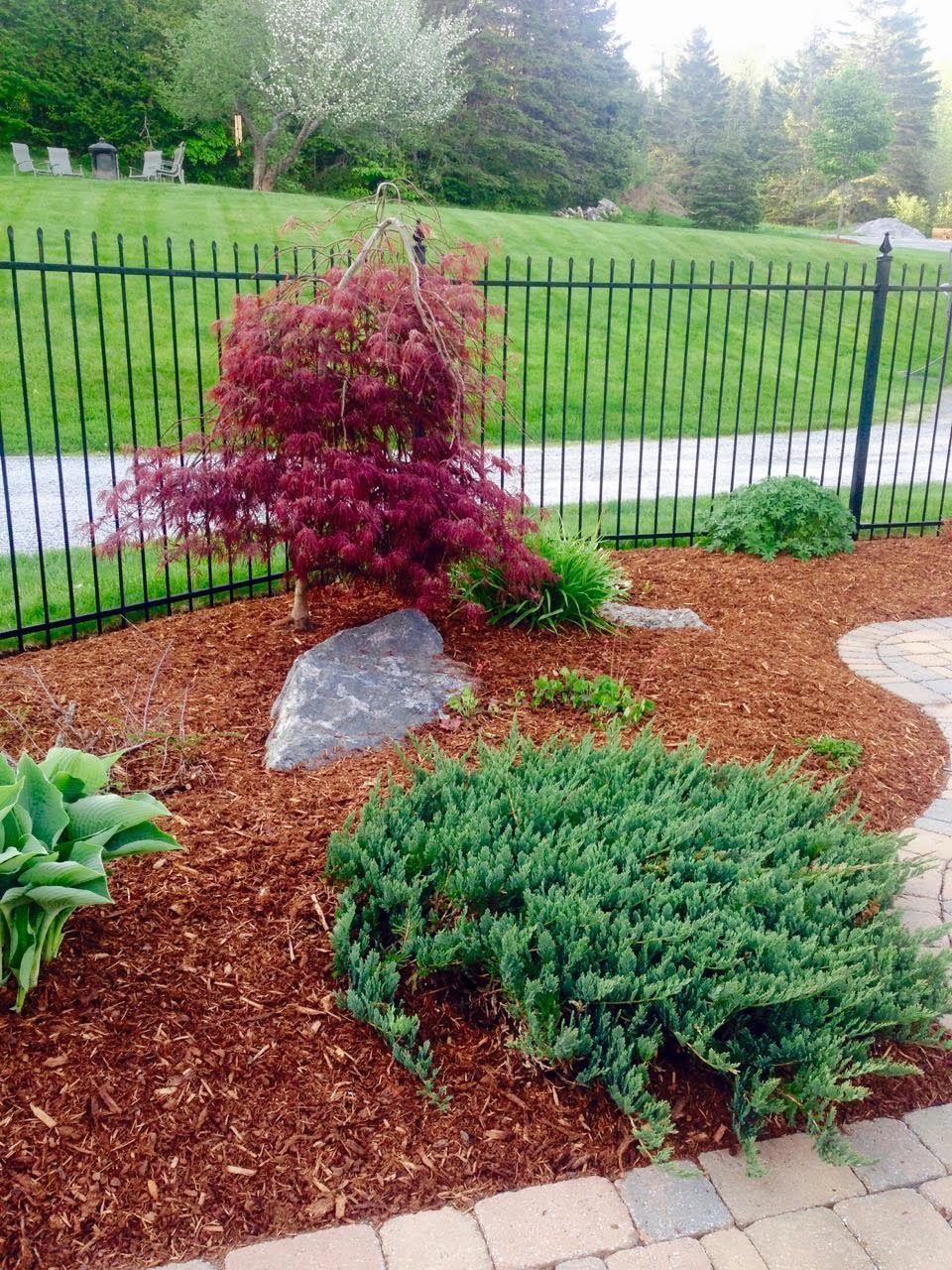 There is a fence in the background and a bush in the foreground.