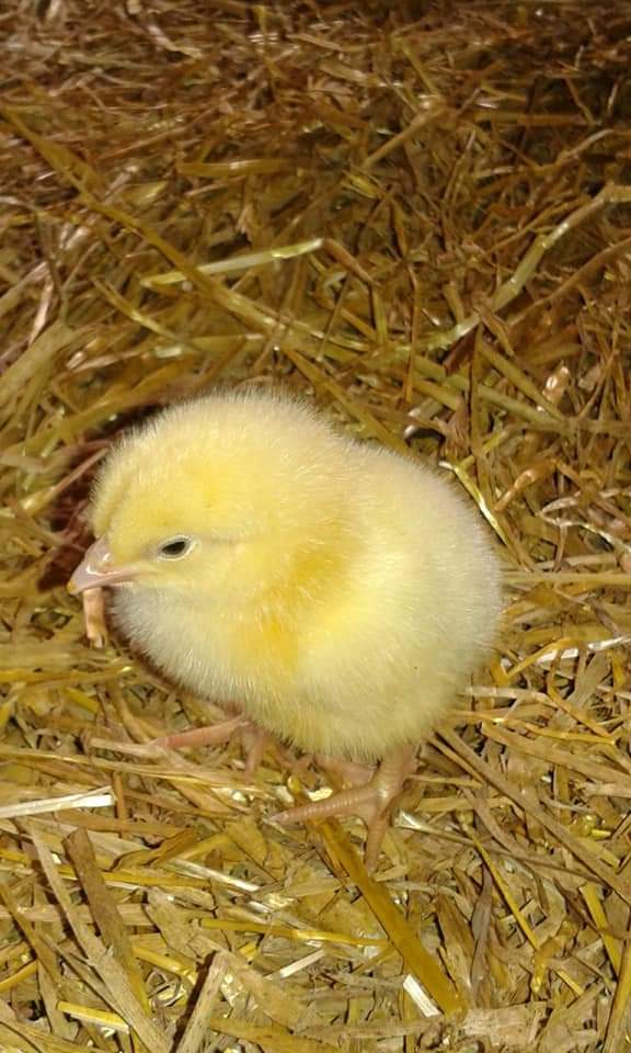 azienda agricola la canarina