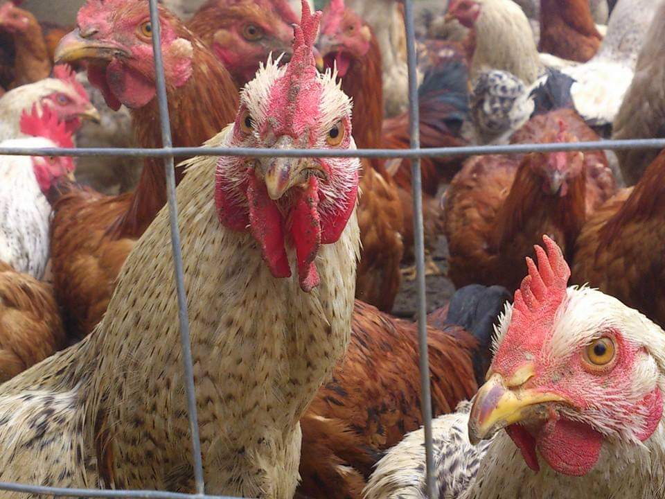 azienda agricola la canarina