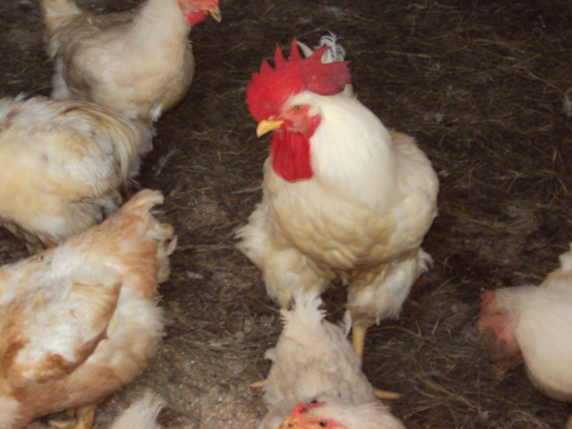 azienda agricola la canarina