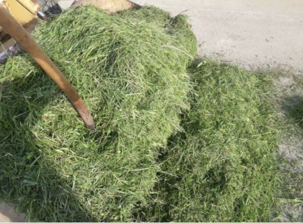 azienda agricola la canarina