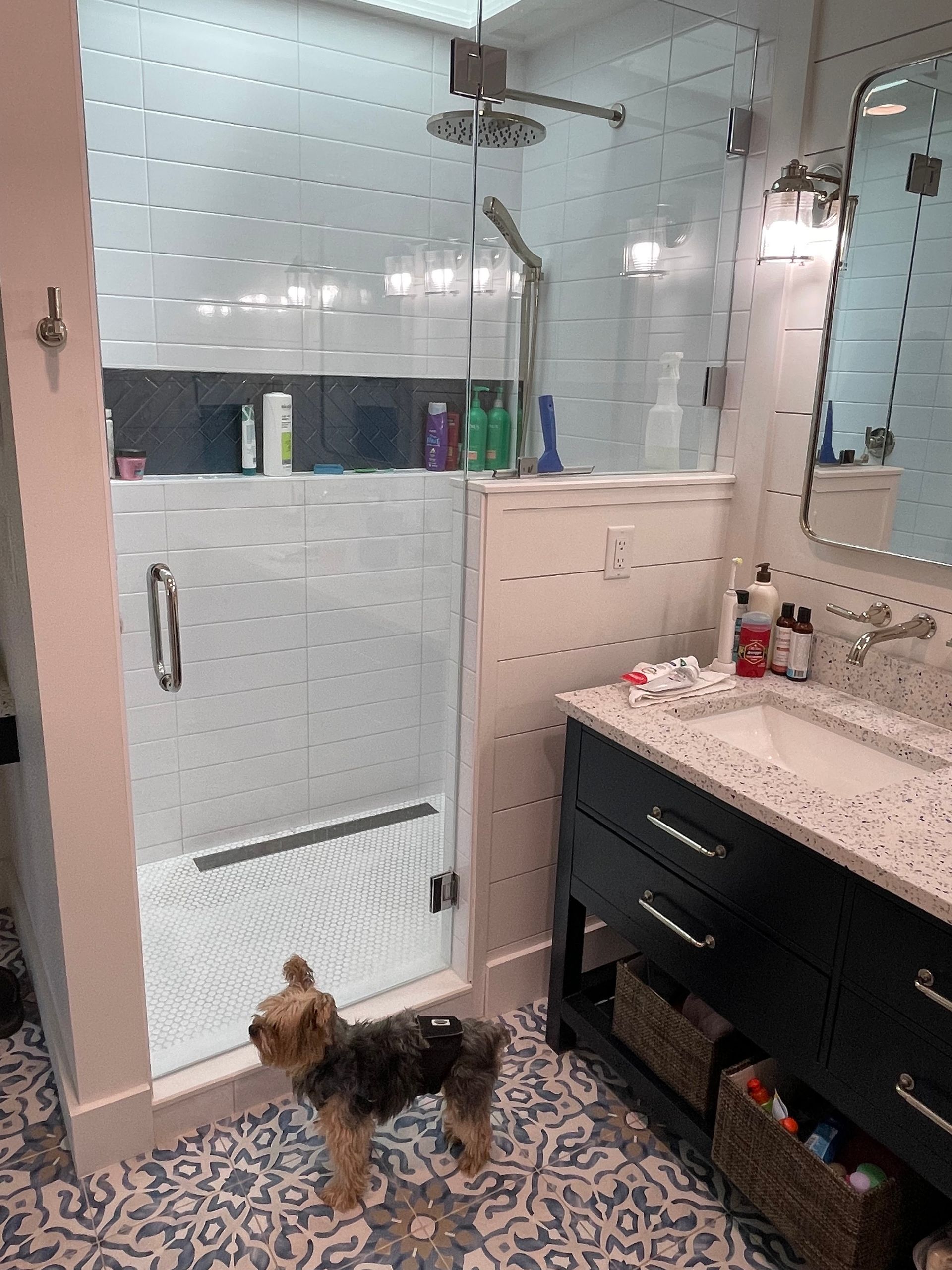 A small dog is standing in a bathroom next to a shower.