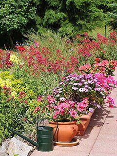 Assorted Flowers — Highland, IN — Allen Landscape in Highland, LLC
