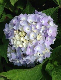 Ball of White Flowers — Highland, IN — Allen Landscape in Highland, LLC