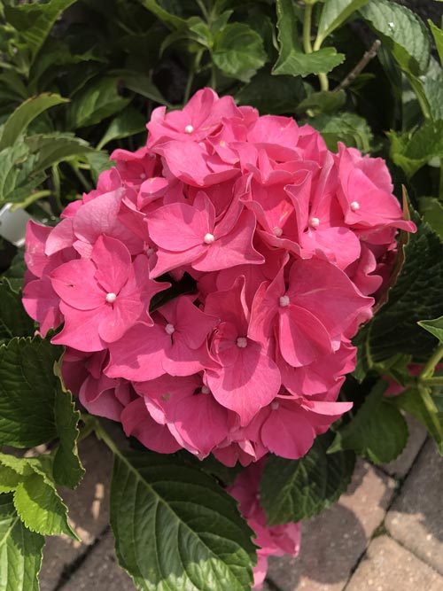 Pink Flower Bouquet — Highland, IN — Allen Landscape in Highland, LLC