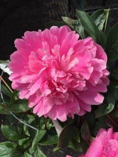 Pink Petals — Highland, IN — Allen Landscape in Highland, LLC
