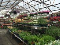 Plants and Flowers in Greenhouse — Highland, IN — Allen Landscape in Highland, LLC