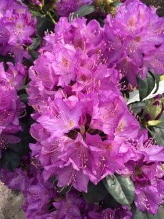 Violet Flower — Highland, IN — Allen Landscape in Highland, LLC