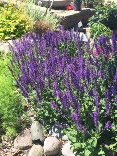 Violet Flowers in Garden — Highland, IN — Allen Landscape in Highland, LLC