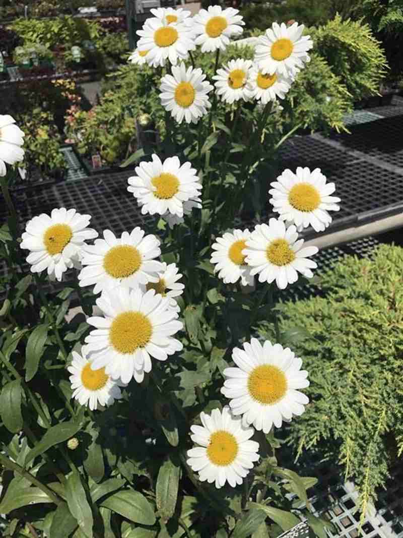 White Daisy — Highland, IN — Allen Landscape in Highland, LLC
