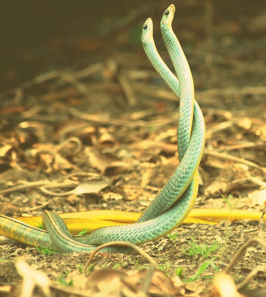 Meaning of Snakes in Dreams - Interpretation Image