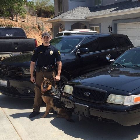 Police Dog with Official Collar — San Marcos, CA — Wyatt & Associates Protection Division