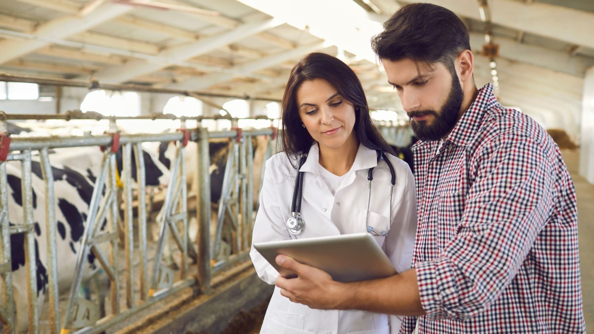 Veterinary Clinical Staff Looking at Tablet Computer Containing Data on Herd of Cows