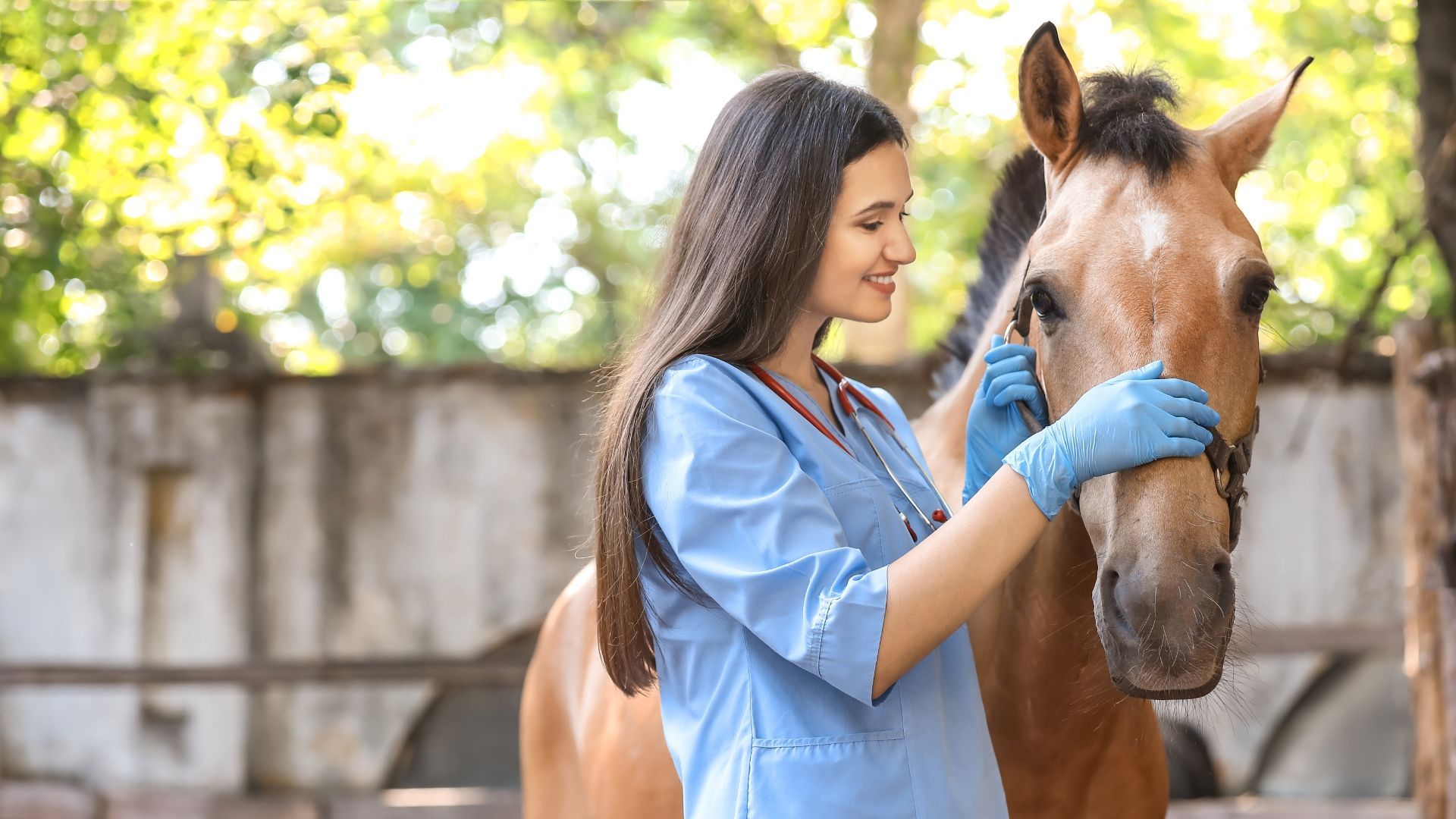 An Equine Veterinarian Salary as shown by an equine veterinarian working with a horse